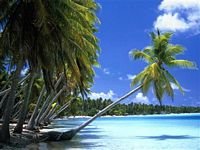 pic for  Leaning Palm Tree Tahiti